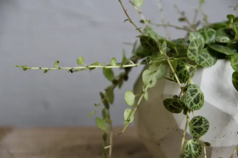 Peperomia-Prostrata-String-of-Turtles-rostlinkovo