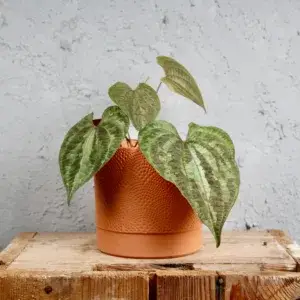 dioscorea-discolor-rostlinkovo