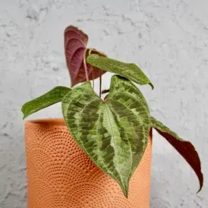 dioscorea-discolor-rostlinkovo