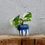 monstera-adansonii-variegata-rostlinkovo