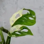 monstera-adansonii-variegata-rostlinkovo