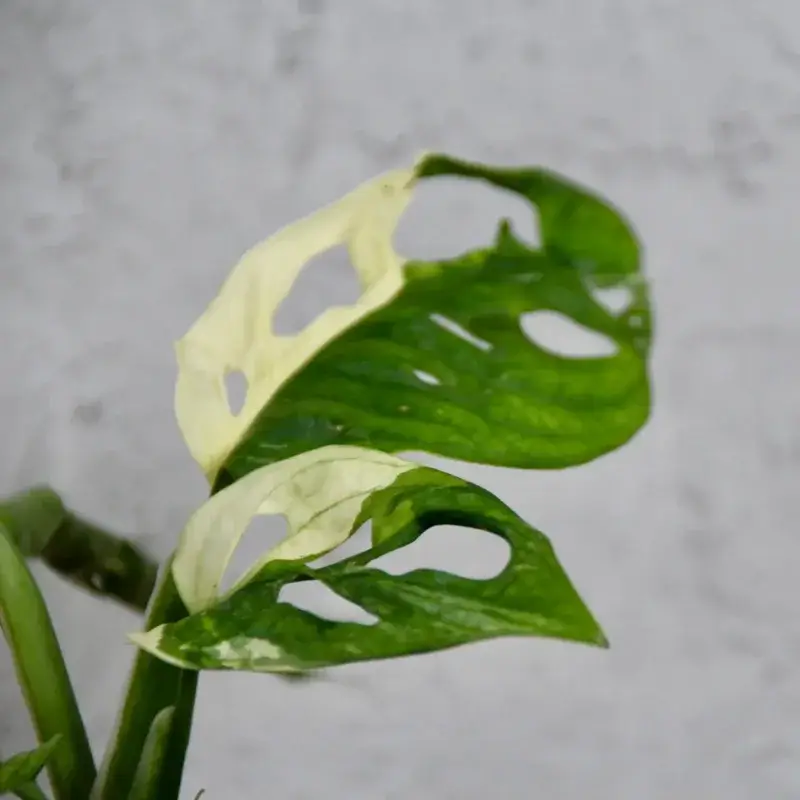 monstera-adansonii-variegata-rostlinkovo
