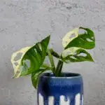 monstera-adansonii-variegata-rostlinkovo