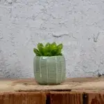 haworthia-cooperi-rostlinkovo