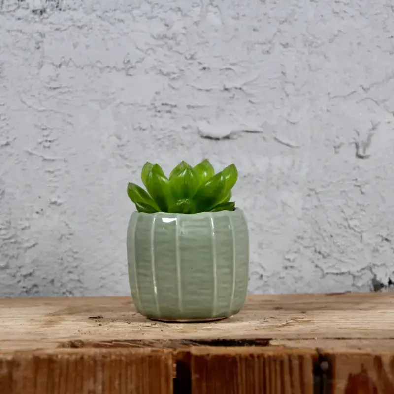 haworthia-cooperi-rostlinkovo