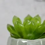 haworthia-cooperi-rostlinkovo