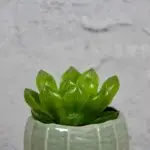 haworthia-cooperi-rostlinkovo