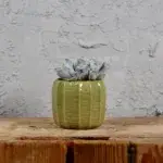 echeveria-topsy-turvy-rostlinkovo