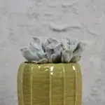 echeveria-topsy-turvy-rostlinkovo