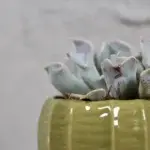 echeveria-topsy-turvy-rostlinkovo