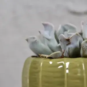 echeveria-topsy-turvy-rostlinkovo