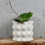 hoya-sarawak-cream-rostlinkovo