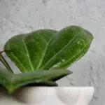 hoya-sarawak-cream-rostlinkovo