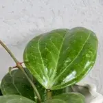 hoya-sarawak-cream-rostlinkovo