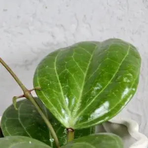 hoya-sarawak-cream-rostlinkovo