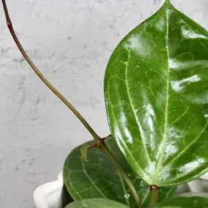 hoya-sarawak-cream-rostlinkovo