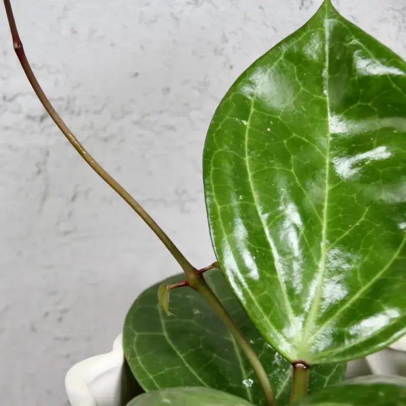 hoya-sarawak-cream-rostlinkovo