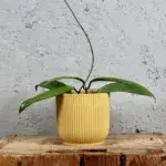 hoya-cinnamomifolia-rostlinkovo