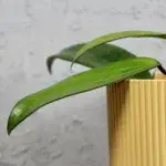 hoya-cinnamomifolia-rostlinkovo