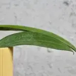 hoya-cinnamomifolia-rostlinkovo