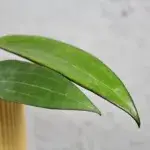 hoya-cinnamomifolia-rostlinkovo