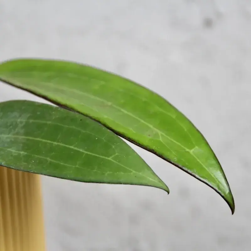 hoya-cinnamomifolia-rostlinkovo