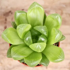 haworthia-cooperi-rostlinkovo