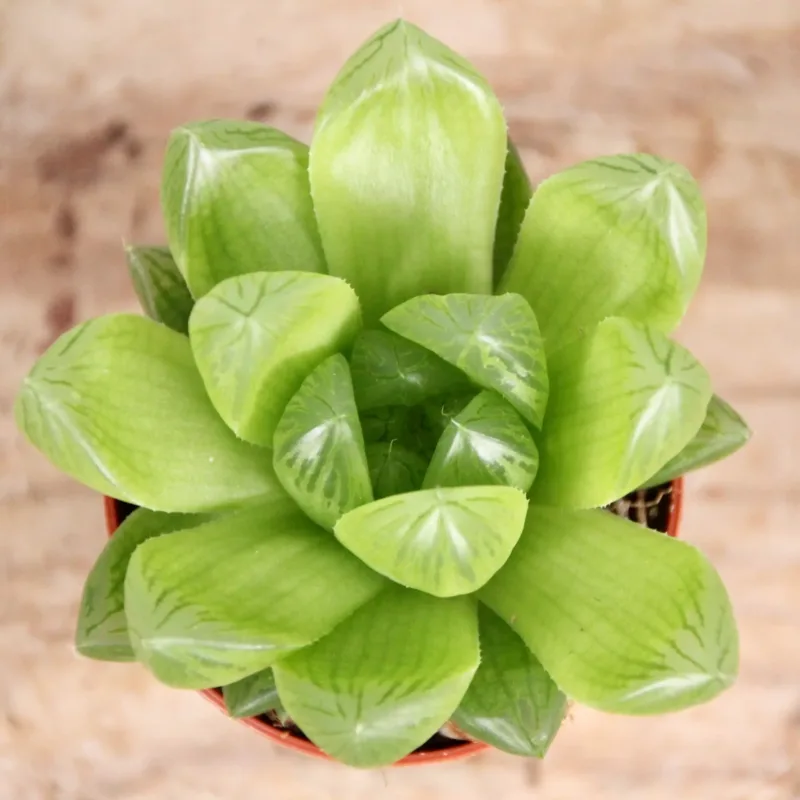 haworthia-cooperi-rostlinkovo