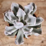 echeveria-topsy-turvy-rostlinkovo
