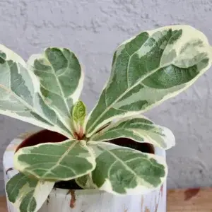 ficus-lyrata-variegata-rostlinkovo