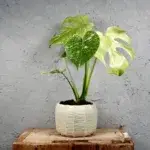 monstera-deliciosa-mint-variegata-rostlinkovo