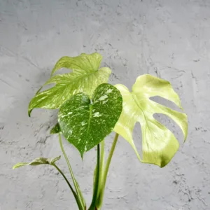 monstera-deliciosa-mint-variegata-rostlinkovo