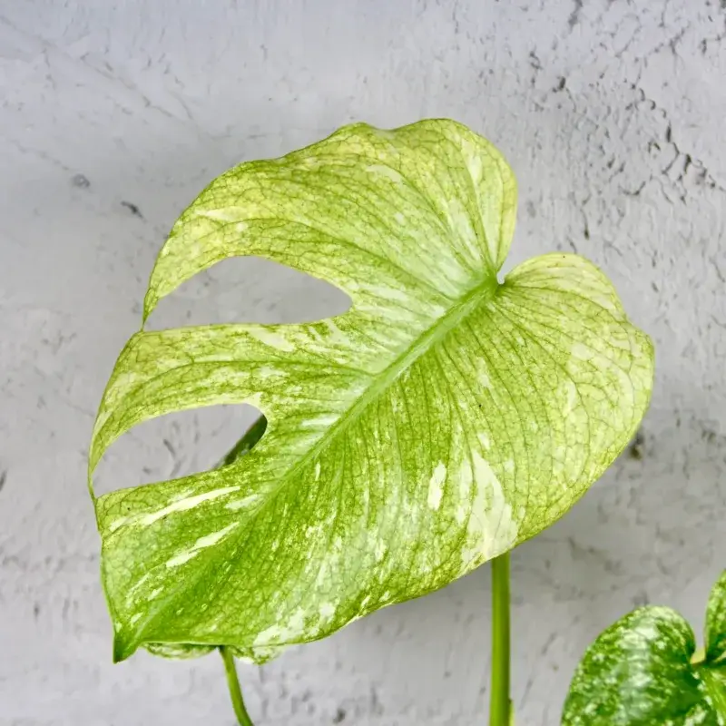 monstera-deliciosa-mint-variegata-rostlinkovo
