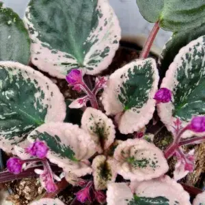 saintpaulia-variegata-africka-fialka-rostlinkovo