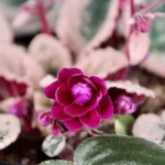 saintpaulia-variegata-africka-fialka-rostlinkovo