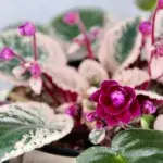saintpaulia-variegata-africka-fialka-rostlinkovo