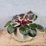 saintpaulia-variegata-africka-fialka-rostlinkovo