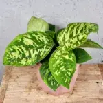 hamalomena-camouflage-rostlinkovo