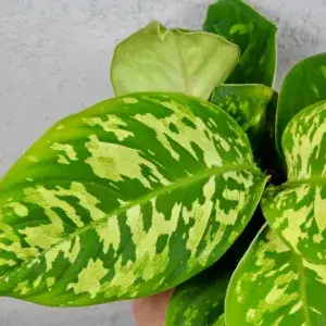 hamalomena-camouflage-rostlinkovo