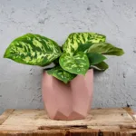 hamalomena-camouflage-rostlinkovo