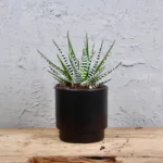 haworthia-fasciata-alba-rostlinkovo