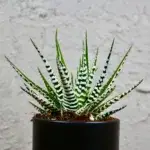haworthia-fasciata-alba-rostlinkovo