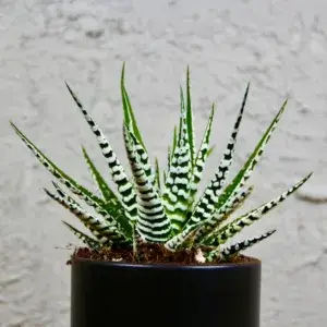 haworthia-fasciata-alba-rostlinkovo