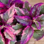 gynura-variegata-rostlinkovo