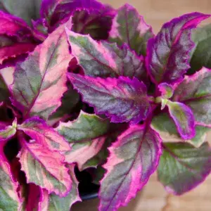 gynura-variegata-rostlinkovo