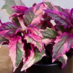 gynura-variegata-rostlinkovo