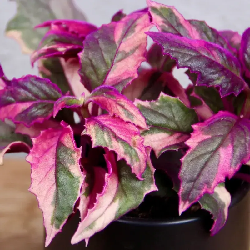 gynura-variegata-rostlinkovo