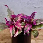 gynura-variegata-rostlinkovo