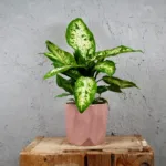 Dieffenbachia-Memoria-Corsii-rostlinkovo