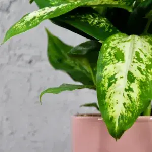 Dieffenbachia-Memoria-Corsii-rostlinkovo